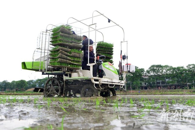 4月9日,双峰县荷叶镇清泉村,种粮户驾驶水稻有序抛秧机在田间进行抛秧