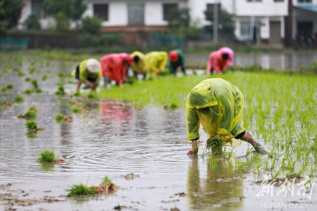 雨中插秧忙 - 新湖南