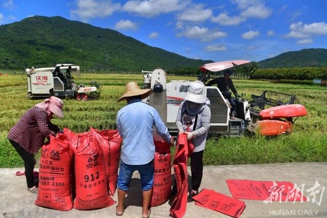 5月9日上午，湖南省杂交水稻研究中心海南省三亚市海棠湾基地，技术人员对3个地块的水稻同时收割、打谷后进行打包称重。