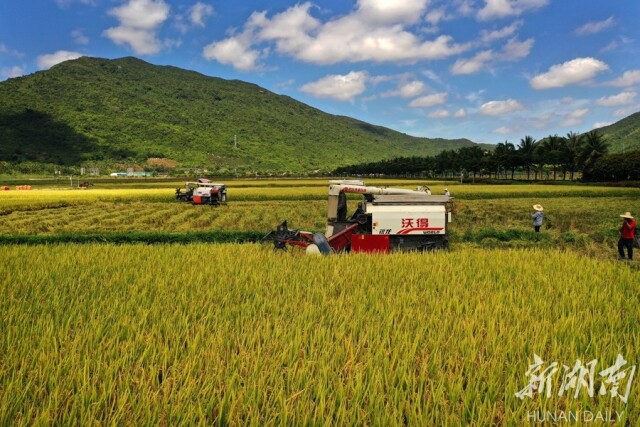 5月9日上午，湖南省杂交水稻研究中心海南省三亚市海棠湾基地，收割机对水稻试验示范田进行收割。