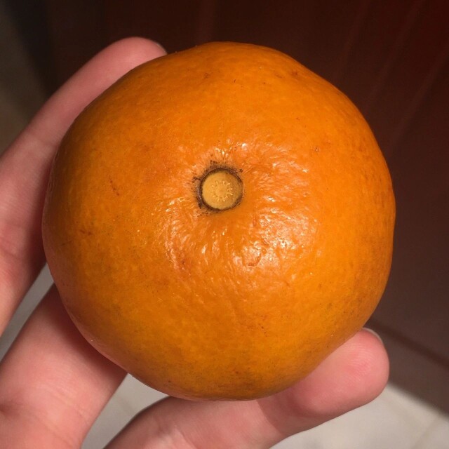 如图所示,这个橘子应该有  瓣.