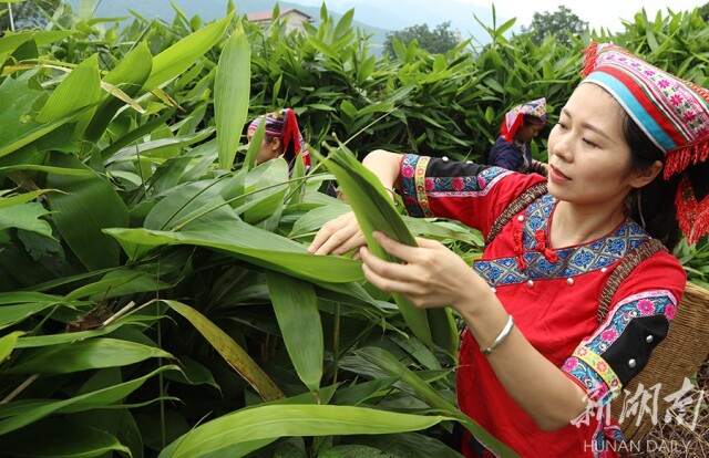 6月10日,江永县千家峒瑶族乡刘家庄村,瑶家姑娘在采摘粽叶.