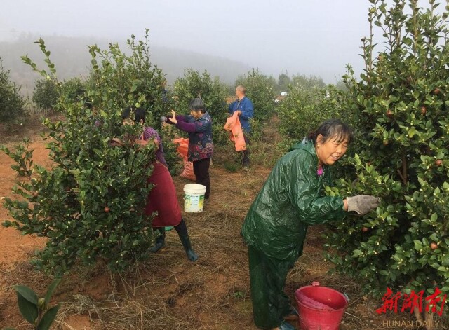 訊(通訊員 劉飛翔)金秋時節,臨湘市白羊田鎮的油茶種植基地迎來豐收