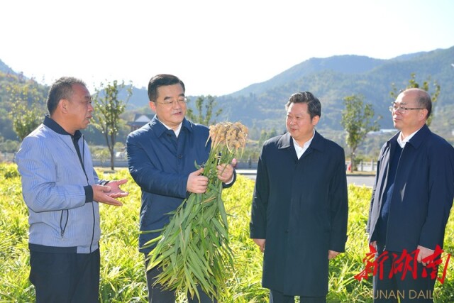 12月2日，张庆伟在沙洲现代农旅示范基地详细了解小黄姜等农产品种植销售情况。