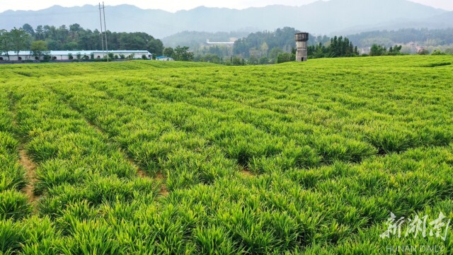 汝城县马桥镇丨三张名片扮靓乡村振兴路 