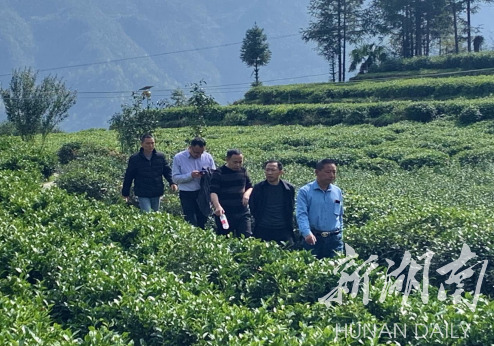 桑植县:专家服务团为民办实事助力乡村振兴