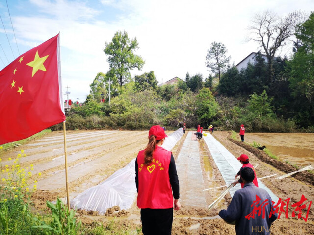 衡东县：乡村振兴队员助农育秧