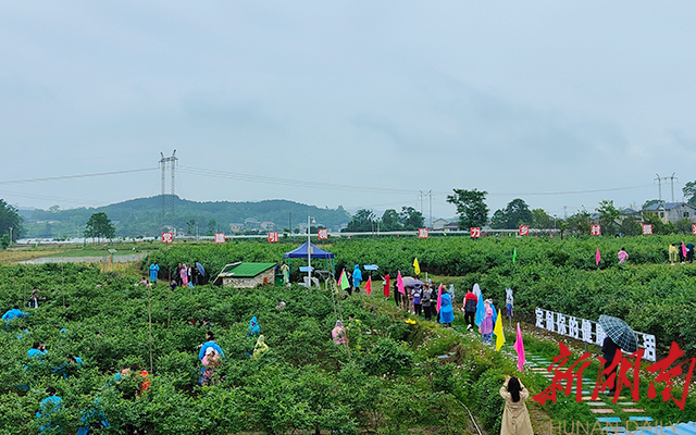 湖南日报∣中方县蓝莓丰收了，今年产量超50万公斤