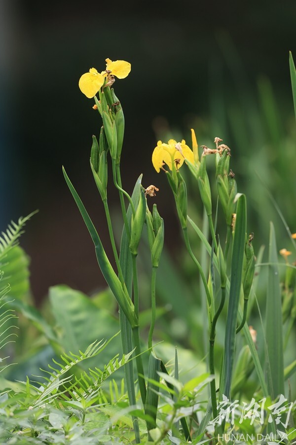 黄菖蒲花璀璨开