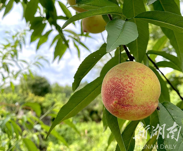 湘乡棋梓水蜜桃丰收 农户急盼销路