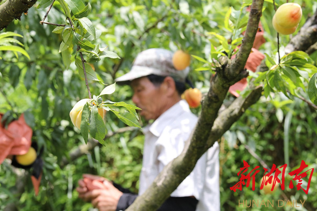 冷水江：水云峰黄桃甜蜜来袭