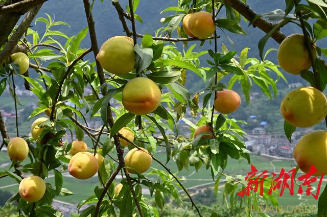 冷水江：水云峰黄桃甜蜜来袭
