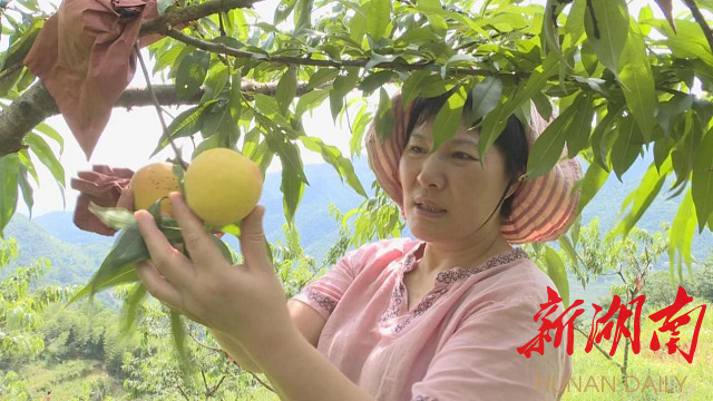 冷水江：水云峰黄桃甜蜜来袭