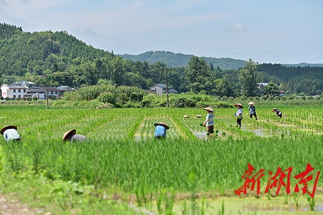 会同：1200余亩杂交水稻制种基地，为这个村的农户播下“致富种”