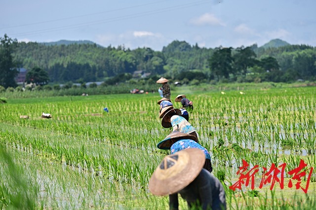 会同：1200余亩杂交水稻制种基地，为这个村的农户播下“致富种”