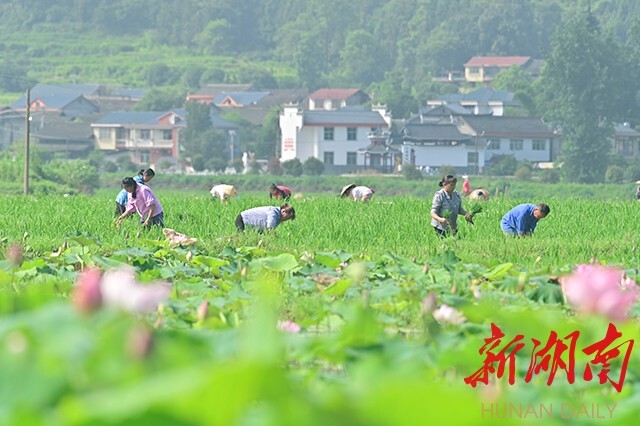 会同：1200余亩杂交水稻制种基地，为这个村的农户播下“致富种”