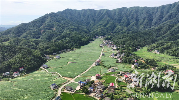 乡村振兴 | 栗山镇荆泉村：荷花绽放惹人醉 农旅融合引客来