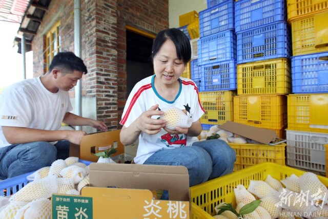 种好中国粮 做优湖南饭⑬丨炎陵黄桃：桃醉天下