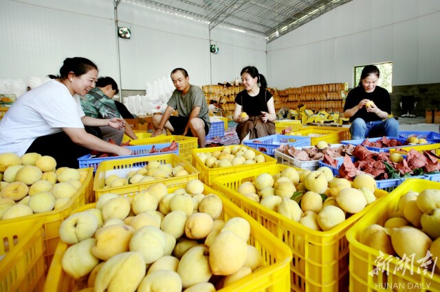 种好中国粮 做优湖南饭⑬丨炎陵黄桃：桃醉天下