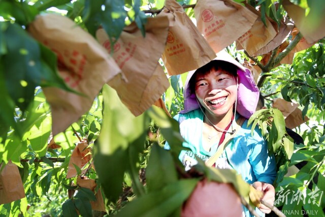 种好中国粮 做优湖南饭⑬丨炎陵黄桃：桃醉天下