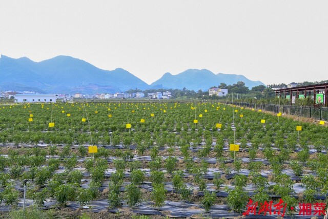 桥头河蔬菜：绘就绿色长廊，华丽了古镇星空