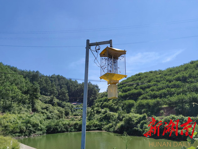 麻阳：“桃保姆”助力黄桃“甜蜜”增收