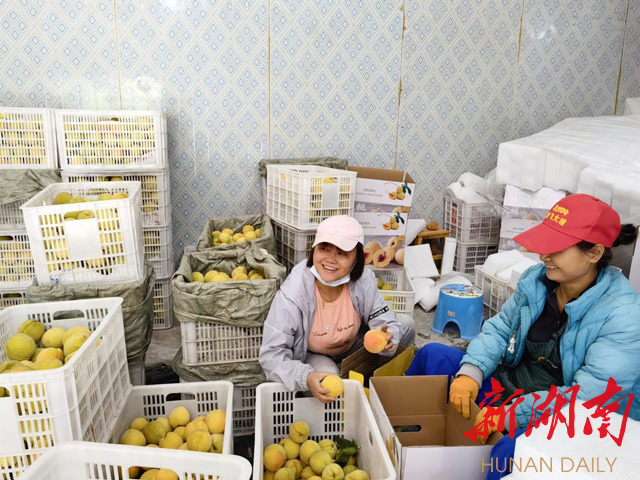 麻阳：“桃保姆”助力黄桃“甜蜜”增收