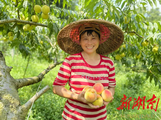 麻阳：“桃保姆”助力黄桃“甜蜜”增收