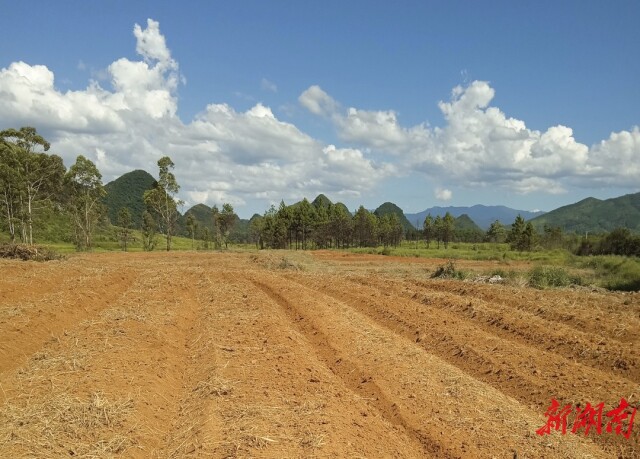 湖南宁远：复耕见成效，粮田还复来