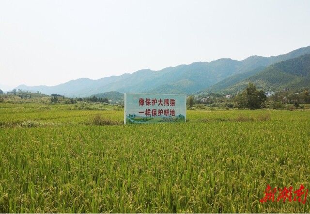 湖南宁远：复耕见成效，粮田还复来