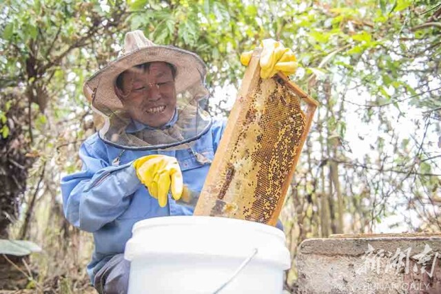 林下养蜂助增收