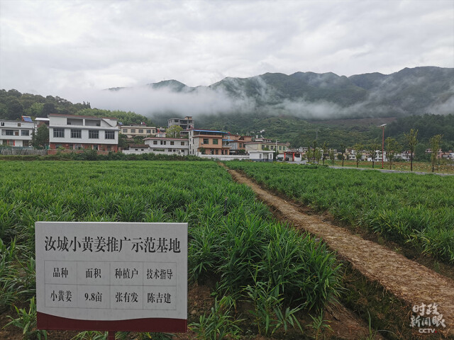 △示范基地带动了11户农户入股参与种植小黄姜，预计每户每年增收8000元。(总台央视记者黄京辉拍摄)