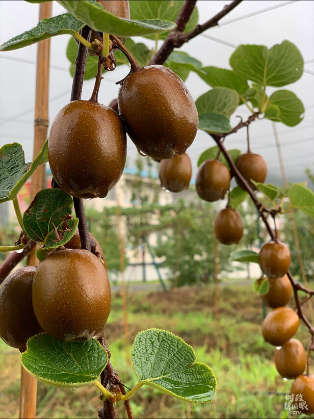 △示范基地种植的猕猴桃有翠香、金红等品种，共240亩，预计产量达2000斤/亩，产值200余万元。(总台央视记者段德文拍摄)