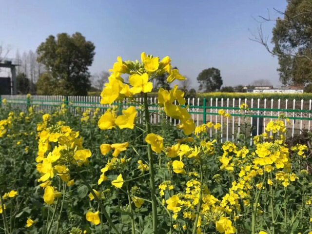 【探索】油菜花开啦!上海这些地方满地金灿灿