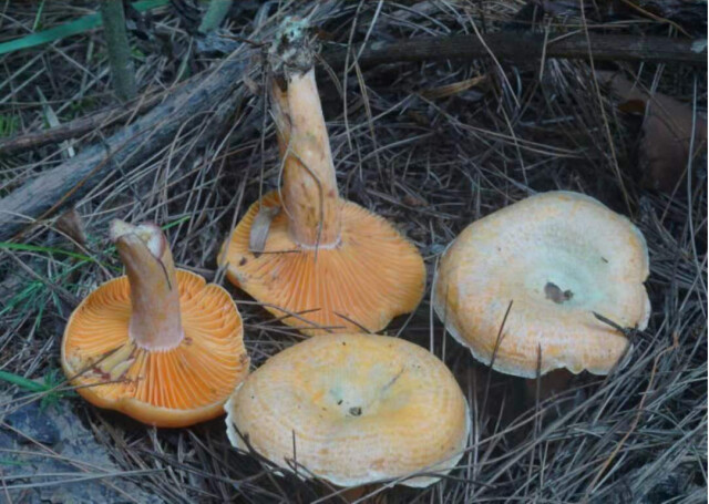 湖南有毒蘑菇图片大全图片