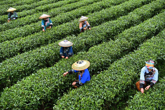 湖湘名品丨保靖黄金茶：“可以喝的文物”