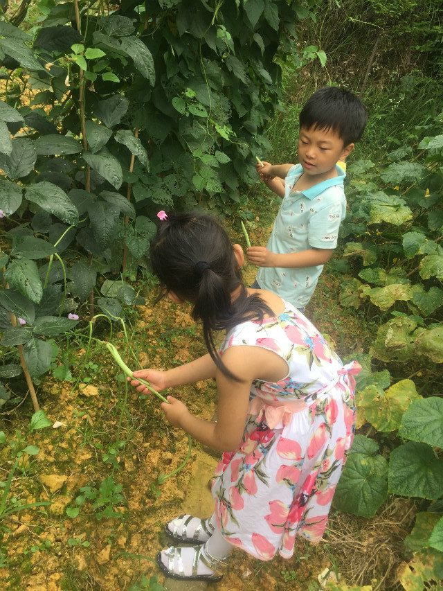 探索中成长过程中享受 浅谈幼儿园自然教育理念下种植活动的实施策略 新湖南 探索中成长过程中享受 浅谈幼儿园自然教育理念下种植活动的实施策略 新湖南