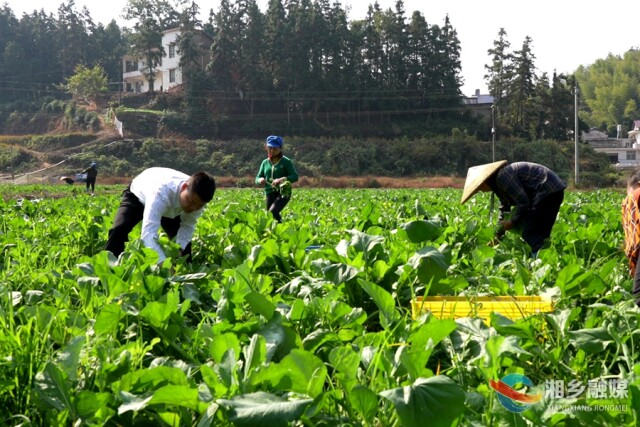 湘乡市金薮乡金薮村：蔬菜基地迎丰收 助农增收有奔头