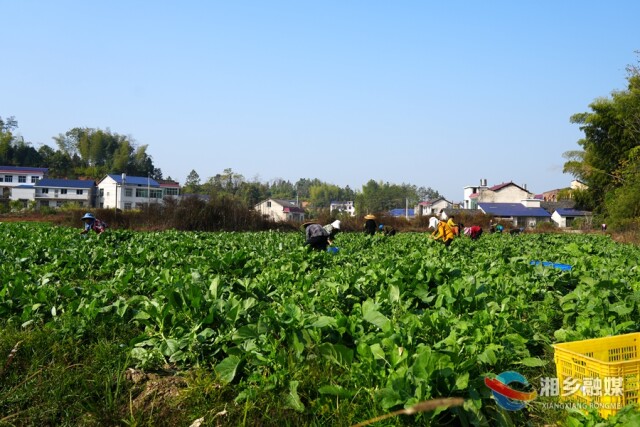 湘乡市金薮乡金薮村：蔬菜基地迎丰收 助农增收有奔头