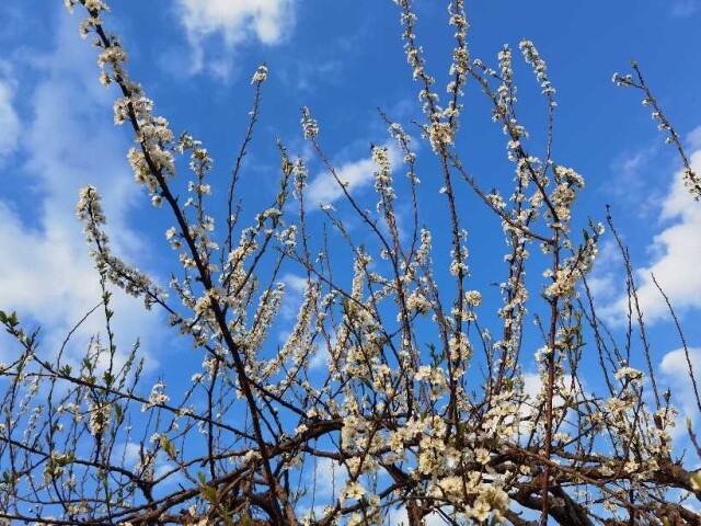 桃李花开满园春 最是一年好风景
