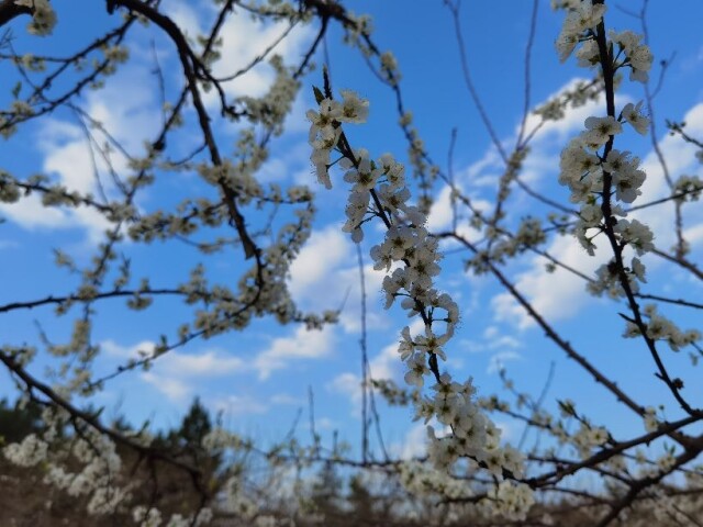 桃李花开满园春 最是一年好风景