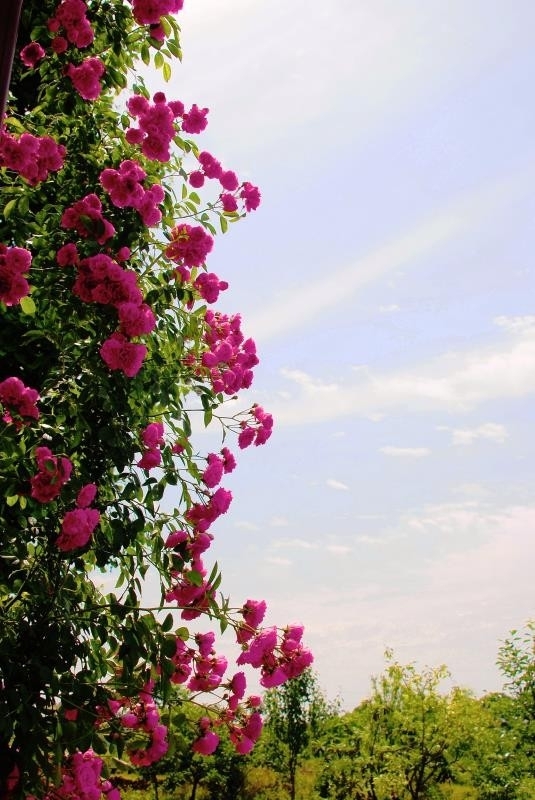 繁花似锦