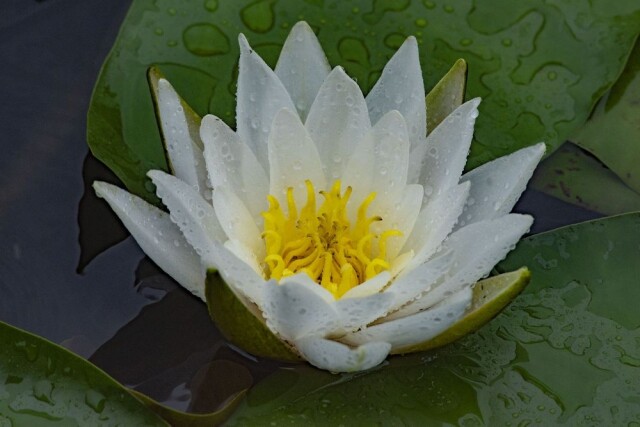 回头 雨莲图片