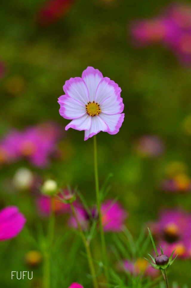 小花