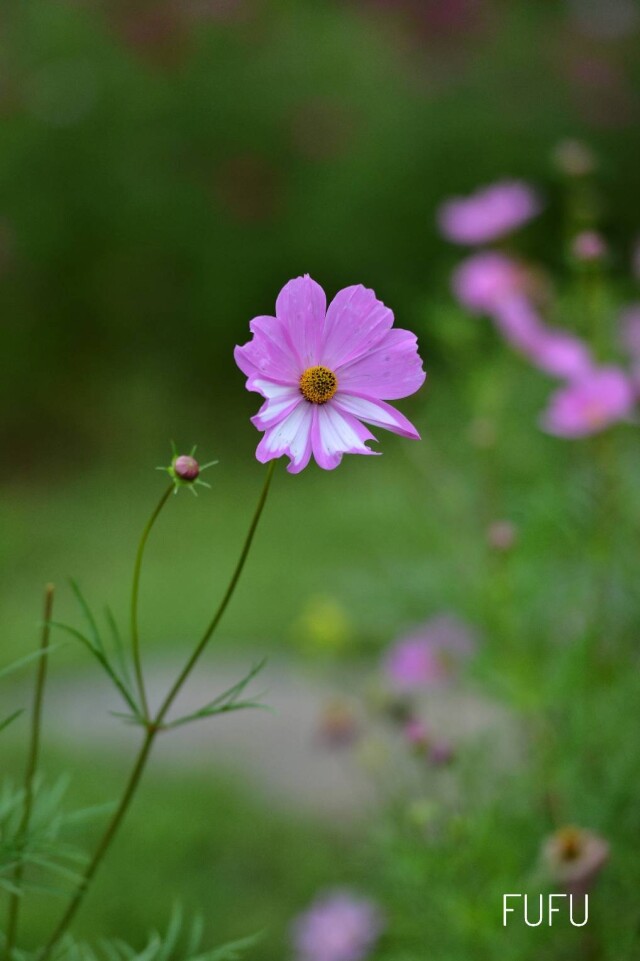 小花