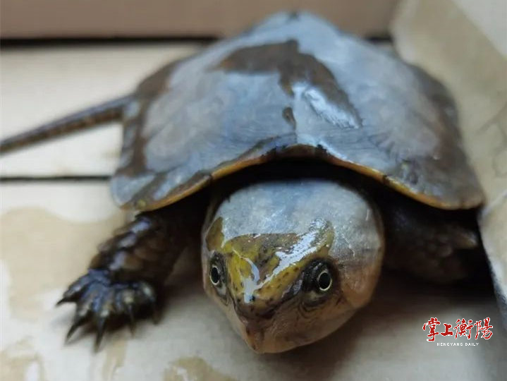 国家一级保护动物鹰嘴龟现身衡阳县，警民爱心接力将其放归大自然