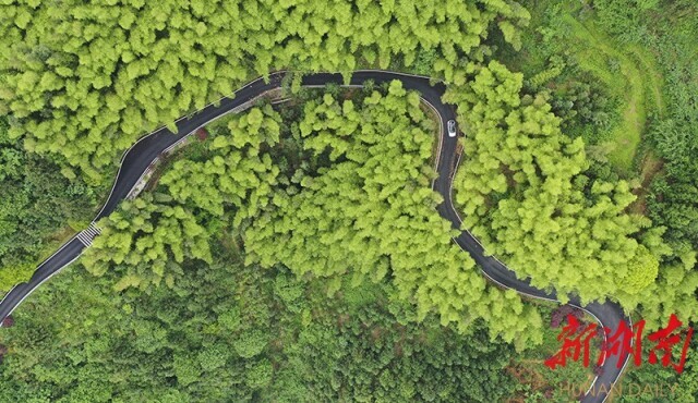 2020年5月5日，溆浦县统溪河镇，干净整洁的乡村公路在葱翠的竹林中蜿蜒延伸。湖南日报·新湖南客户端记者 辜鹏博 摄