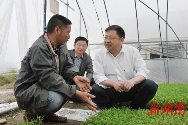 2013年5月，怀化市人大常委会原副主任、溆浦县委原书记蒙汉(右一)在桥江镇新坪村察看水稻集中育秧。通讯员 摄