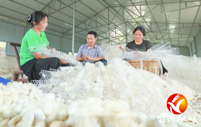 破茧成蝶——花垣县民乐镇响水村种桑养蚕记