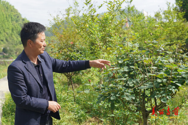 吉首市马颈坳镇榔木村：小蓝莓大文章 “蓝精灵”助力乡村振兴